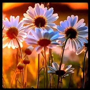 🌻🧡OFFER INFO🧡🌻🧡IMPT INFO ⬇️BELOW⬇️🧡PLEASE READ🧡SPRING'S ON IT'S WAY!